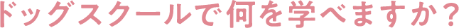 ドッグスクールで何を学べますか？
