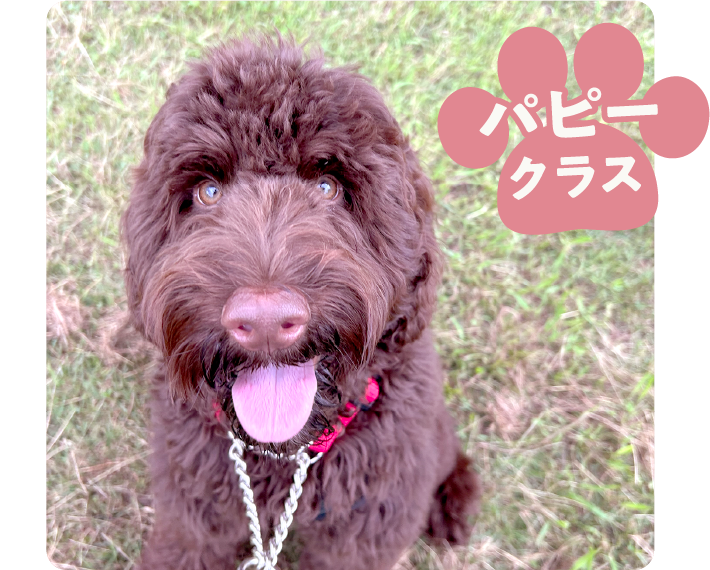 パピークラス